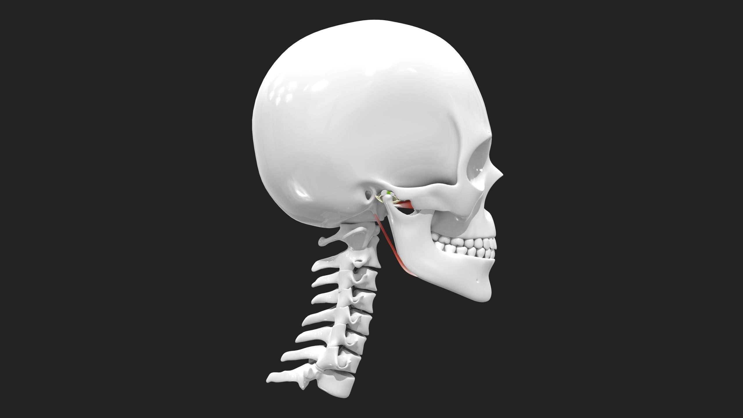 Lateral Pterygoid Scaled 