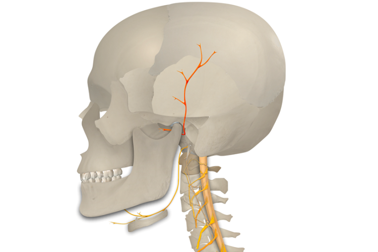 TMD & nerve pain