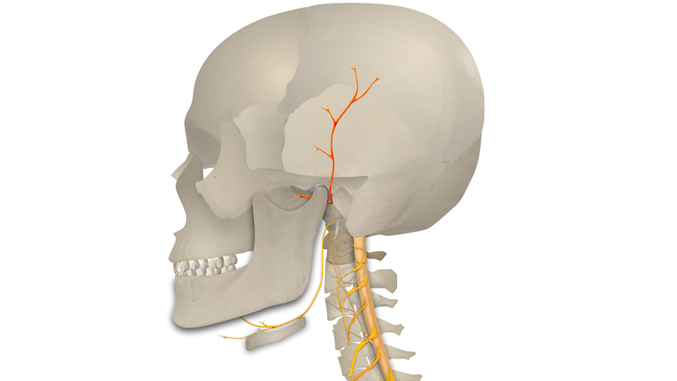 TMD & nerve pain